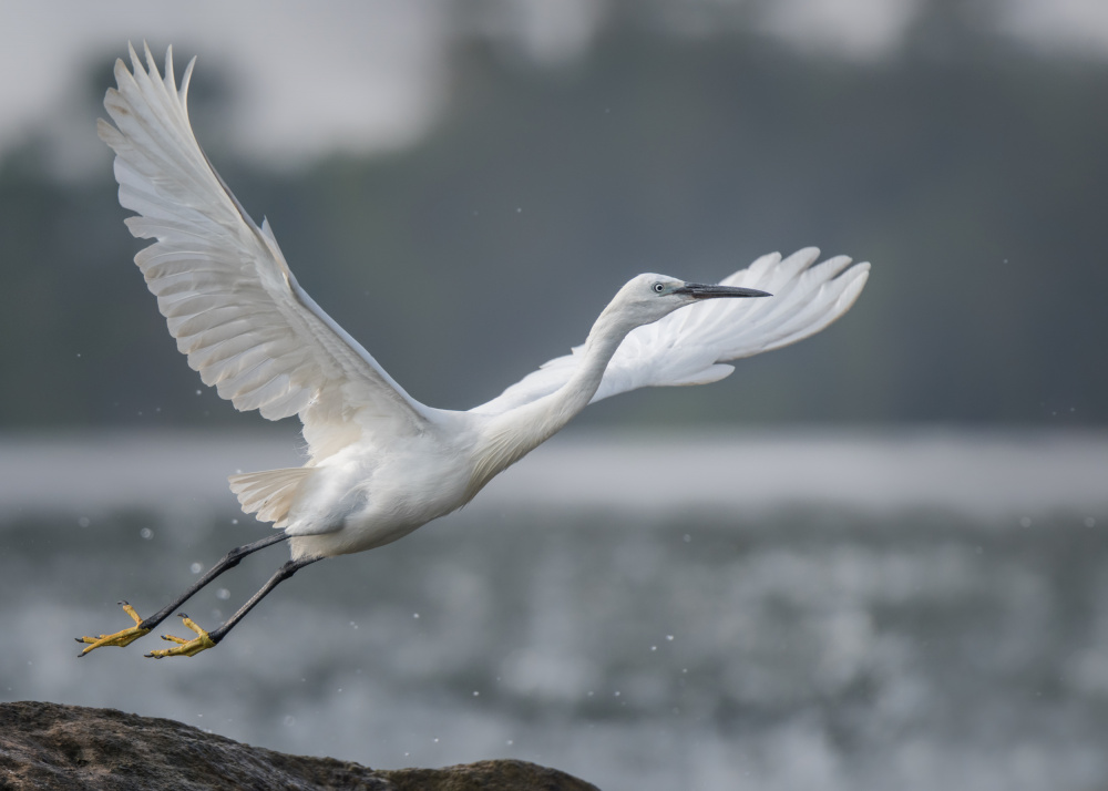 Take Off von Ahmed Elkahlawi