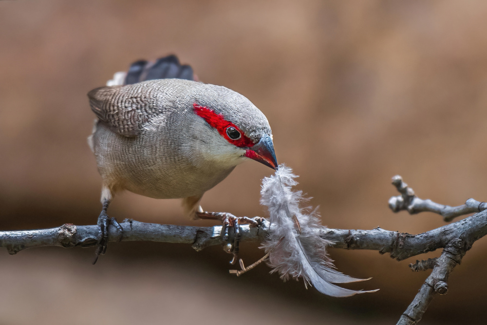 Nesting Time.! von Ahmed Elkahlawi