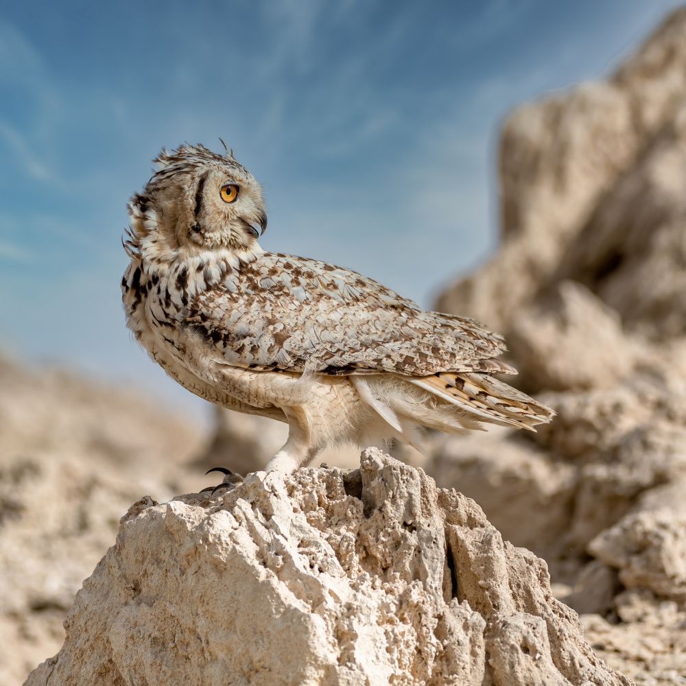 Pharaoh eagle owl von Ahmed Elkahlawi