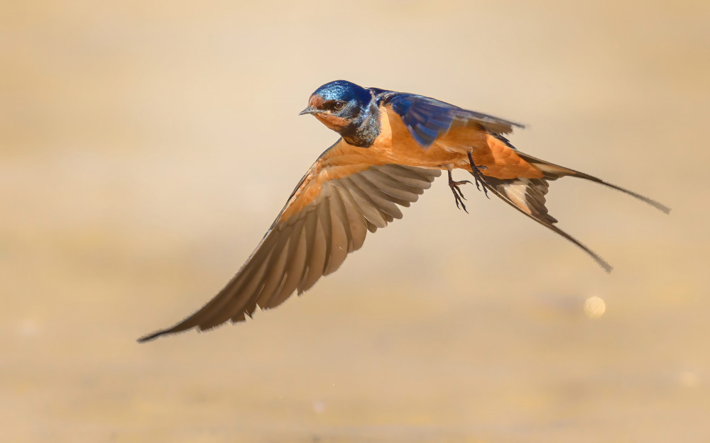 Barn Swallow von Ahmed Elkahlawi