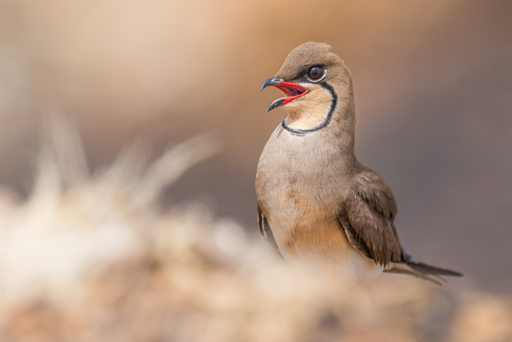 Red Lips.! von Ahmed Elkahlawi