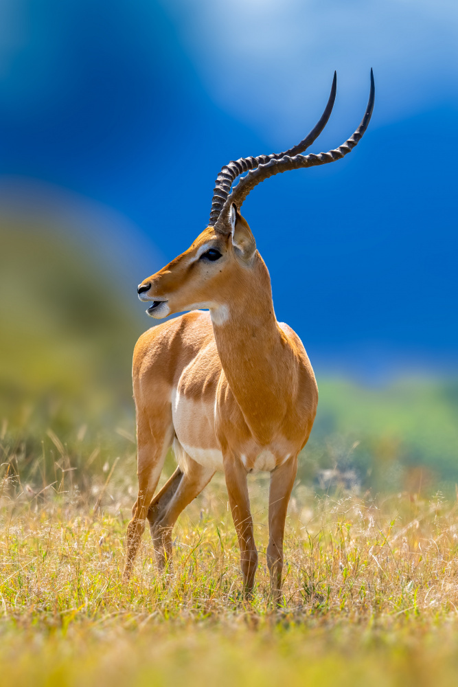 impala von Ahmed Elsheshtawy