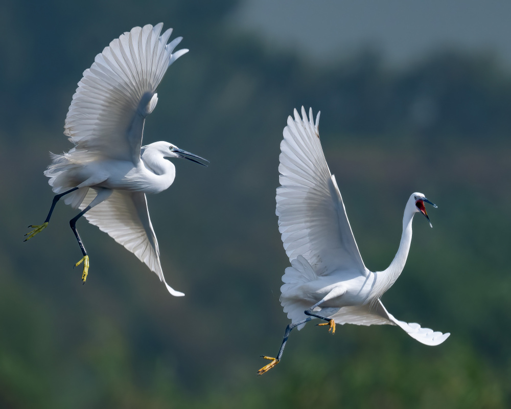 little egret von Ahmed Elsheshtawy