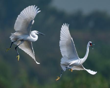 little egret