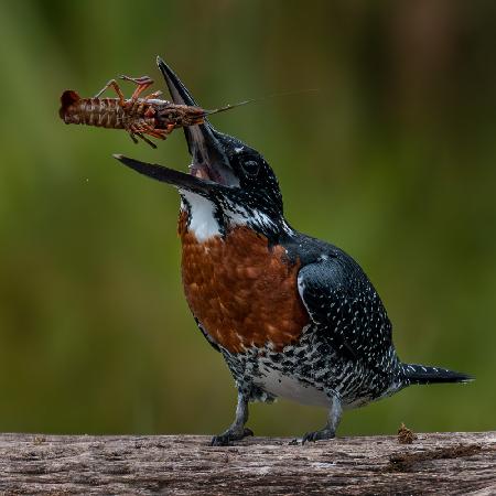 King fisher