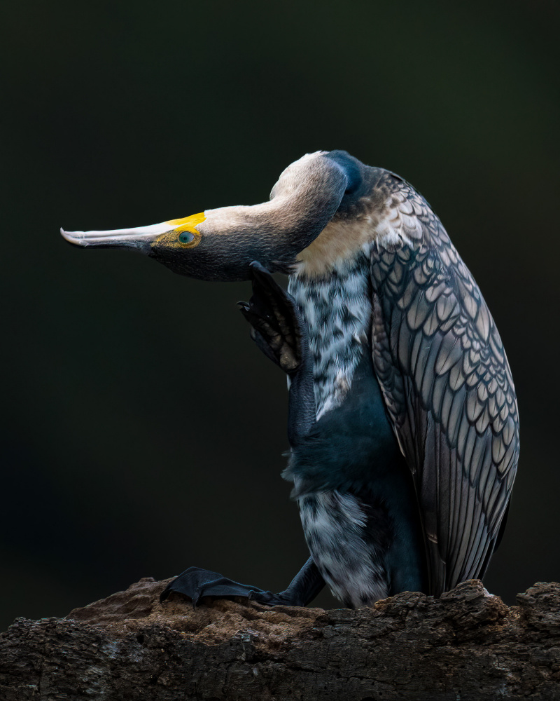 Cormorant von Ahmed Elsheshtawy