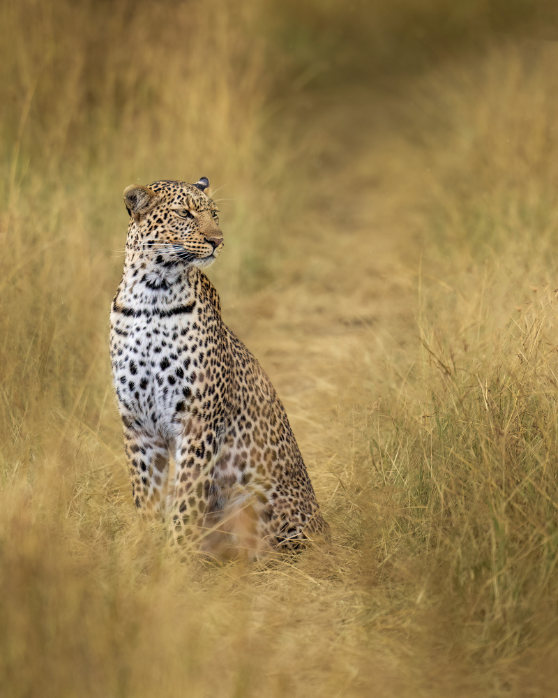 leopard von Ahmed Elsheshtawy