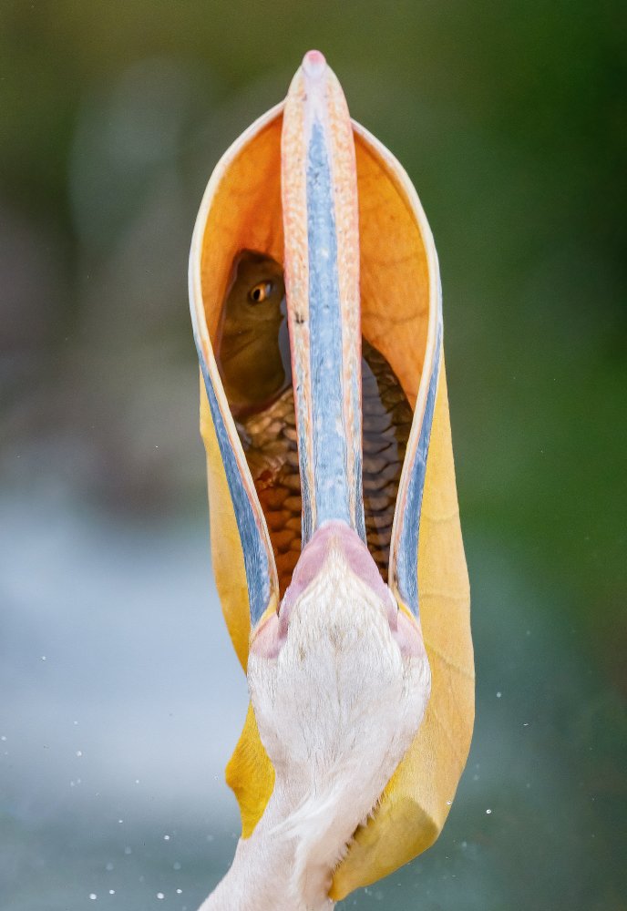 Pelican von Ahmed Elsheshtawy