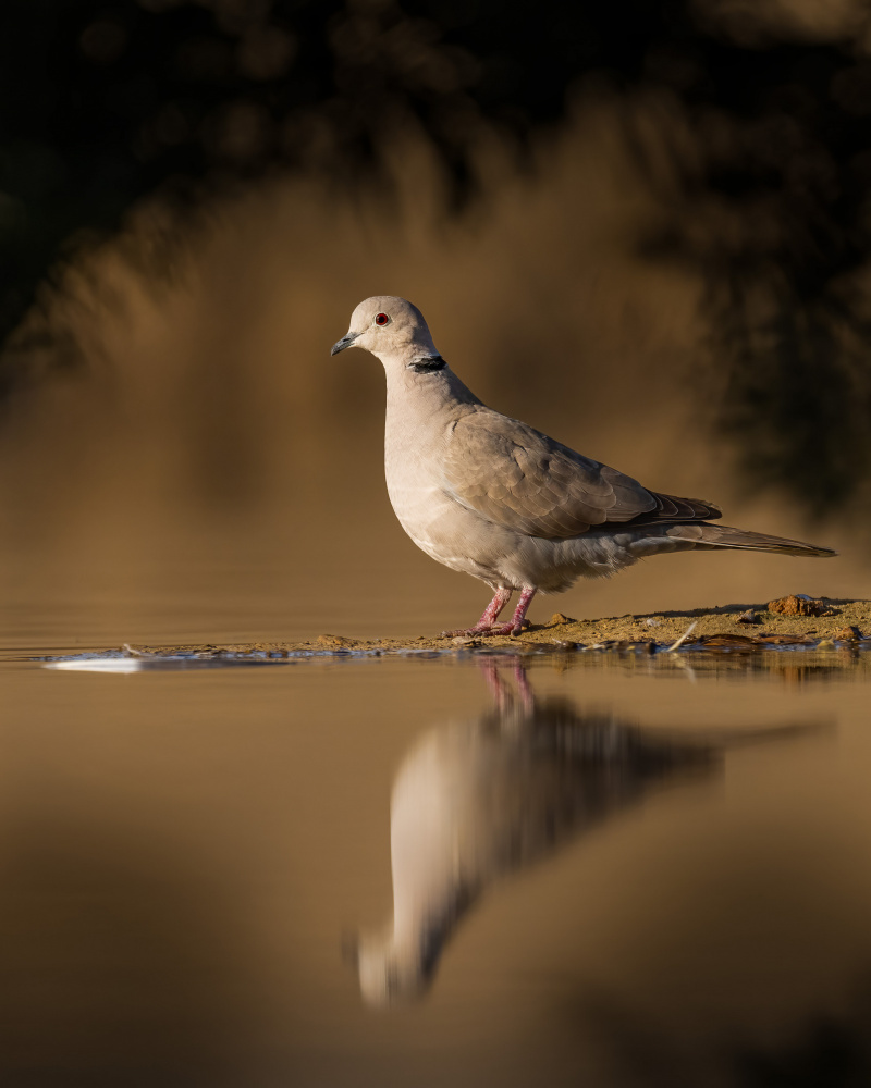 dove von Ahmed Elsheshtawy