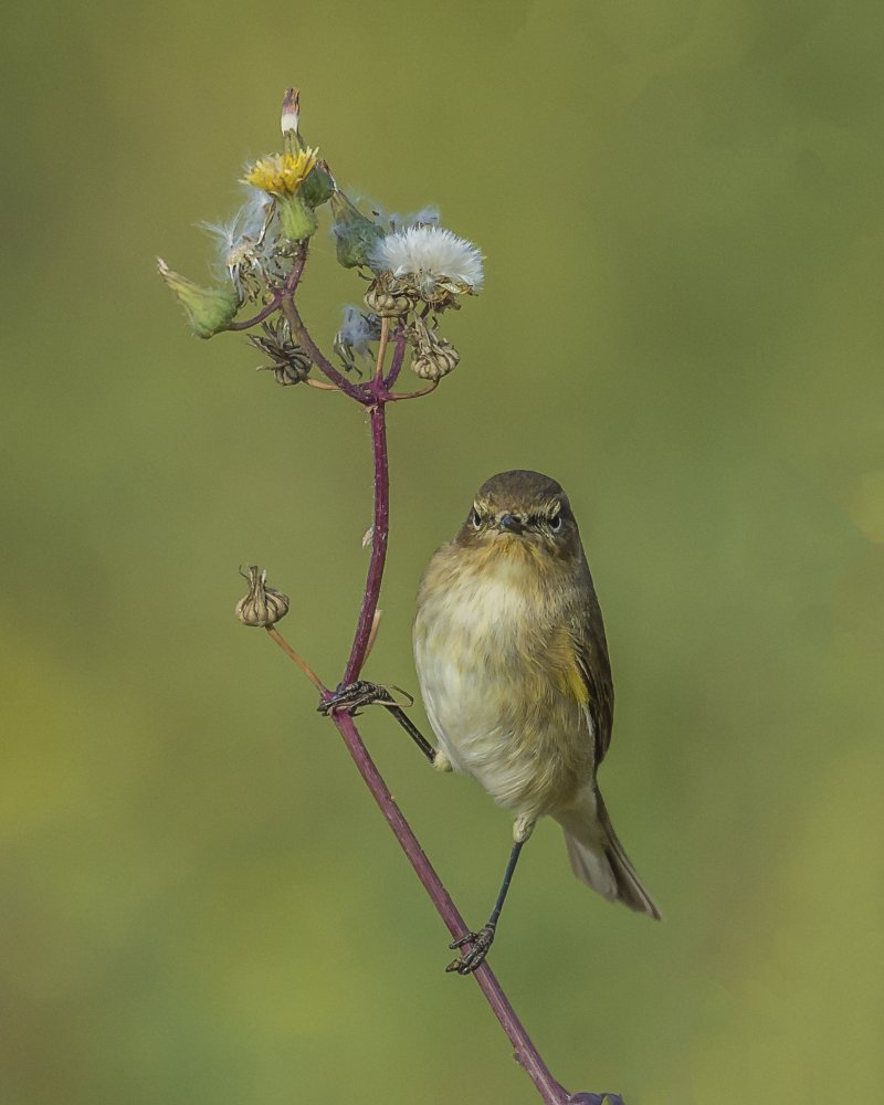 spring bird von Ahmed Ragab