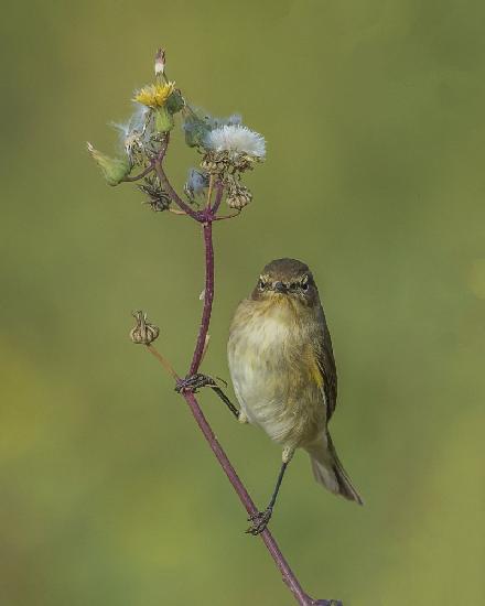 spring bird