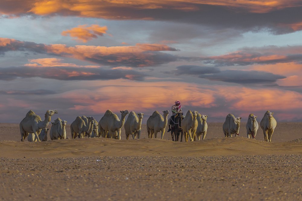 ship of the desert von Ahmed Ragab