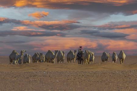 ship of the desert