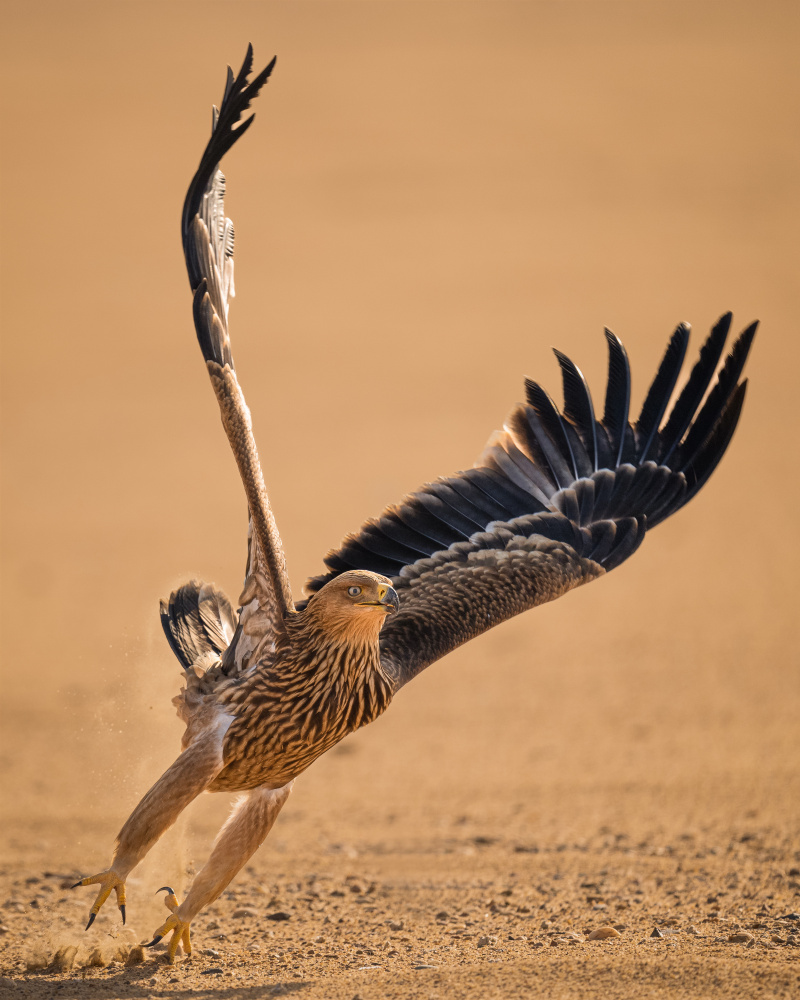 Take Off von Ahmed Sobhi