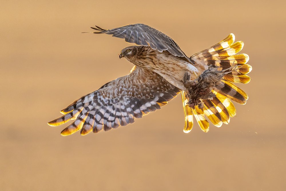 Pallid harrier von Ahmed Sobhi