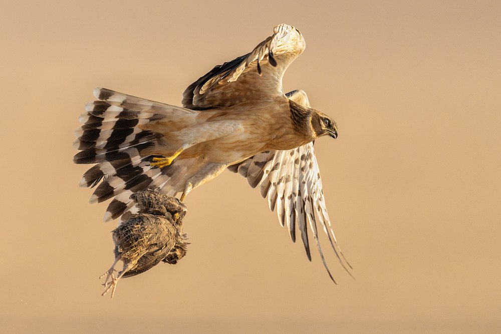 Pallid harrier von Ahmed Sobhi