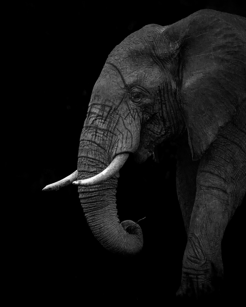 BW elephant von Ahmed Sobhi