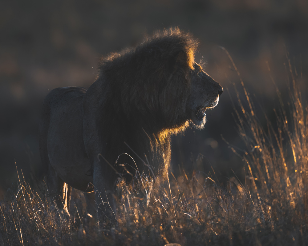 The King von Ahmed Sobhi