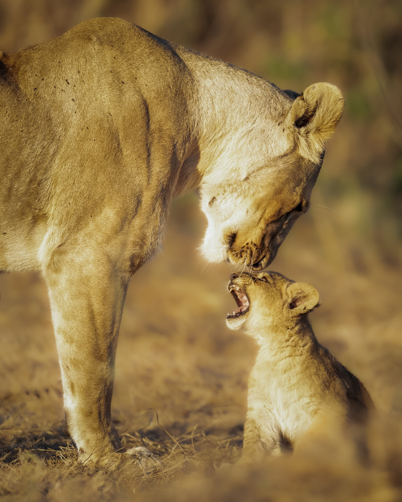 Mothers Patience von Ahmed Sobhi