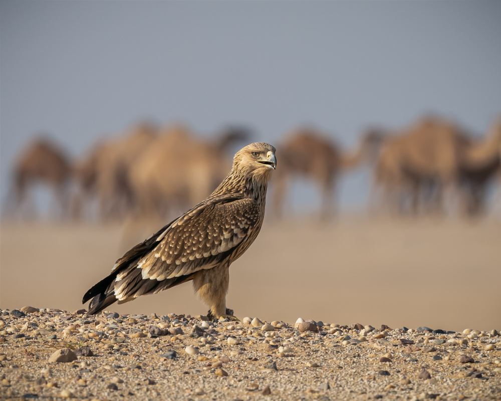 The Guard von Ahmed Sobhi