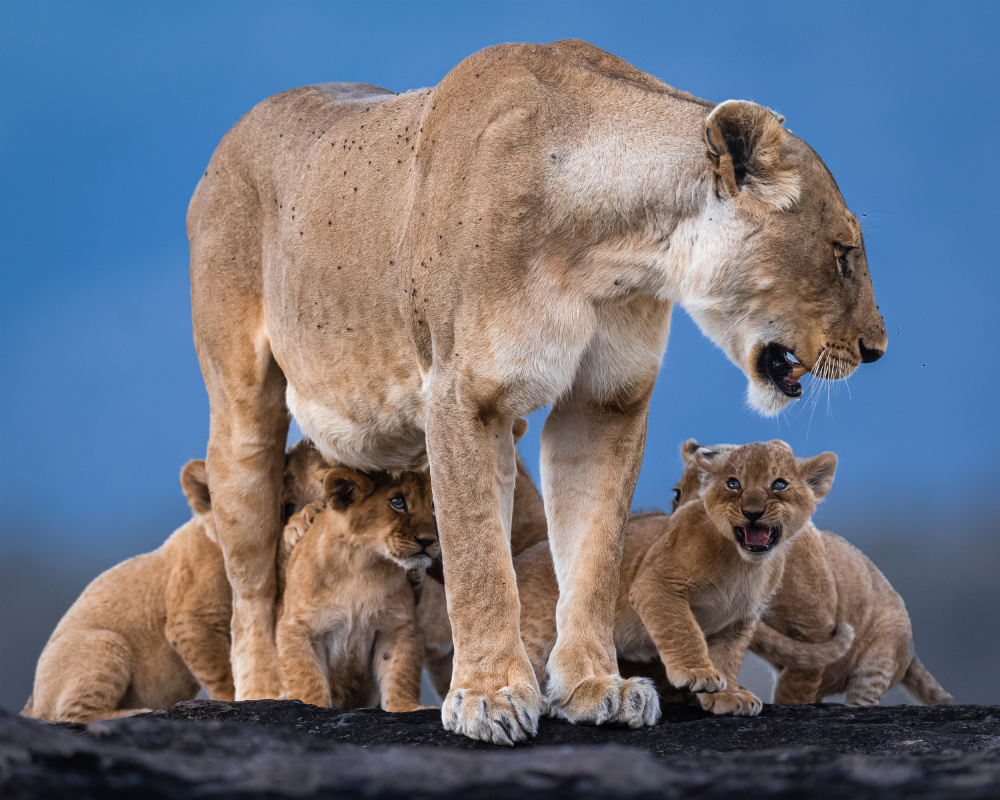 Family von Ahmed Sobhi