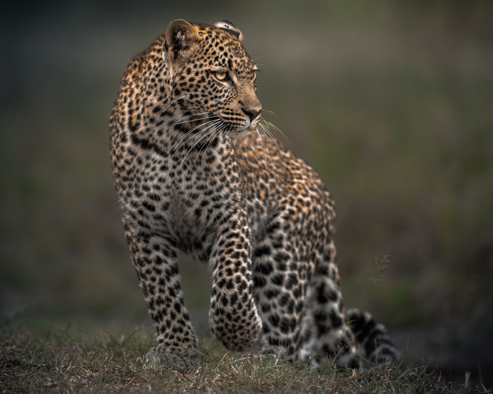 Spots von Ahmed Sobhi