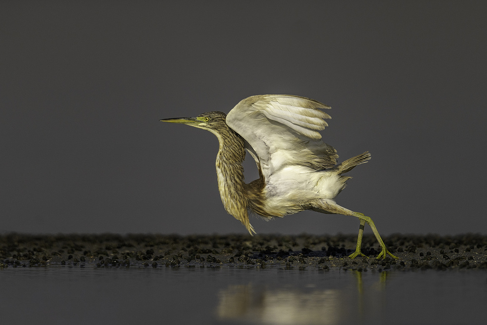 Freedom Heron von Ahmed Sobhi