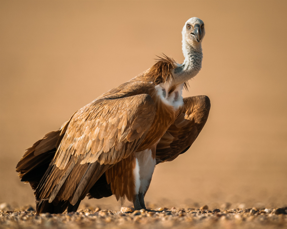 Griffon Vulture von Ahmed Sobhi