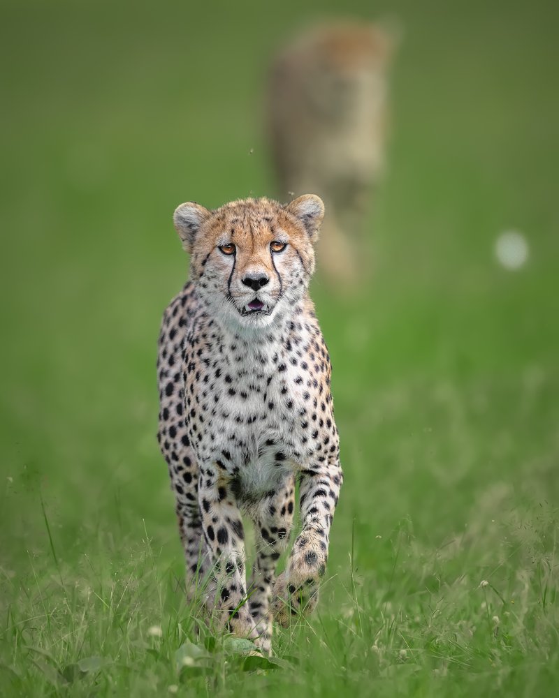 Cheetah von Ahmed Sobhi