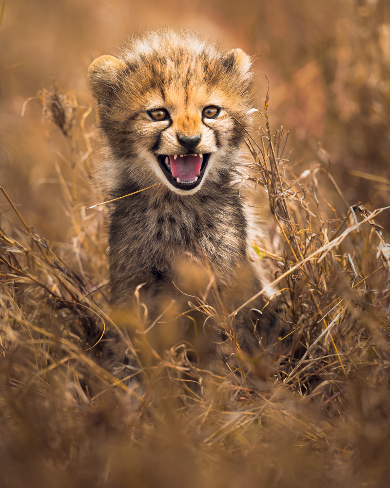 Big Smile von Ahmed Sobhi