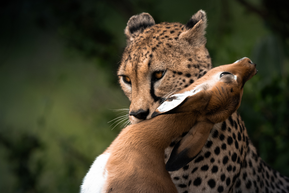 Enjoy your meal von Ahmed Sobhi