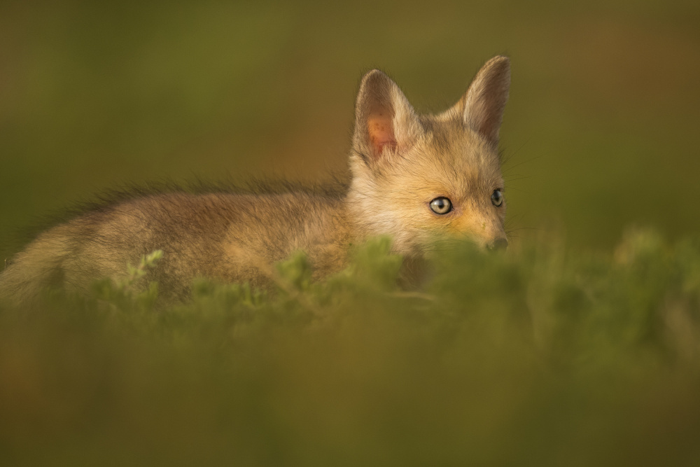 Little Fox von Ahmed Sobhi