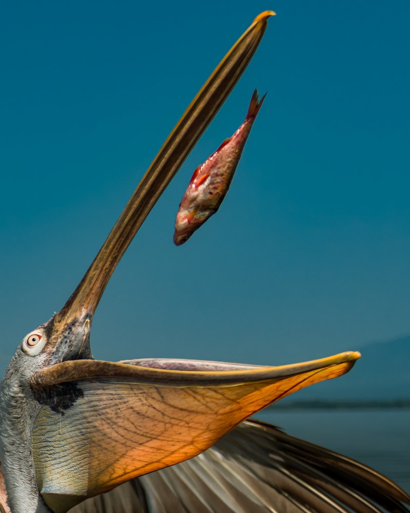 Basket fish von Ahmed Sobhi