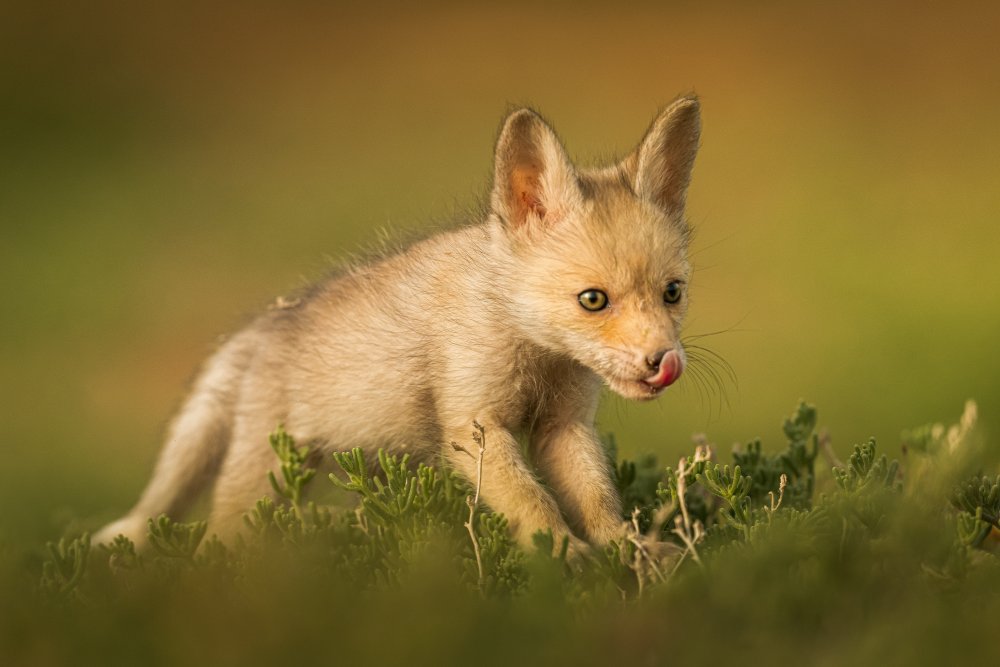 Delicious meal von Ahmed Sobhi