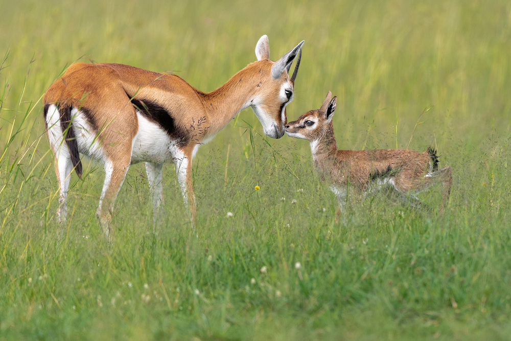 Motherhood von Ahmed Sobhi