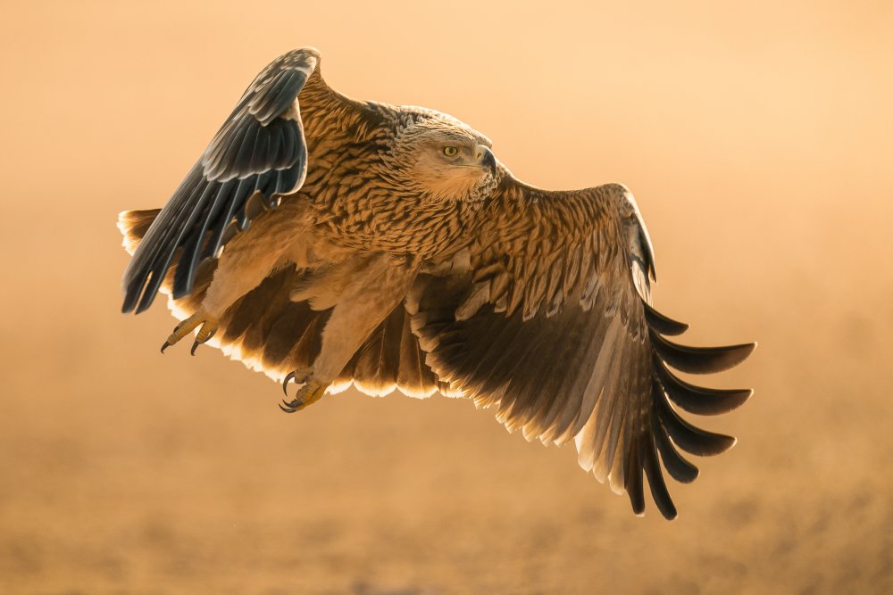 Eastern Imperial Eagle von Ahmed Sobhi