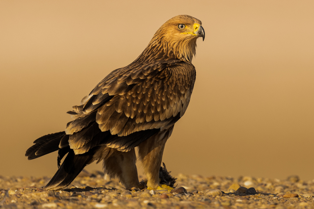 Eastern Imperial Eagle von Ahmed Sobhi