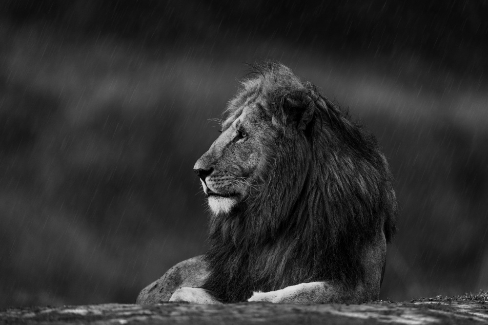 Rainy King von Ahmed Sobhi