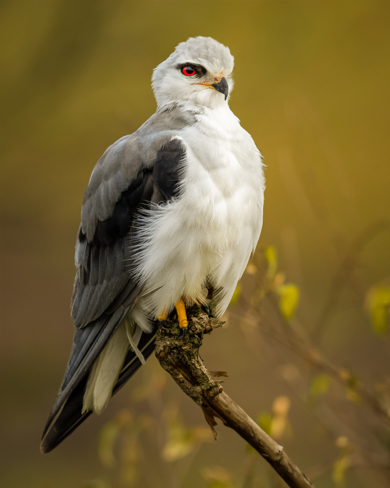 Red Eye von Ahmed Sobhi