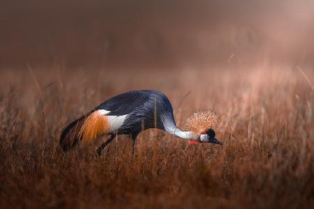 Black crowned crane