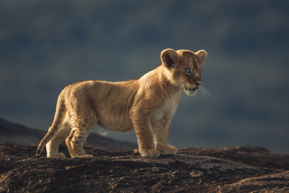 Simba von Ahmed Sobhi