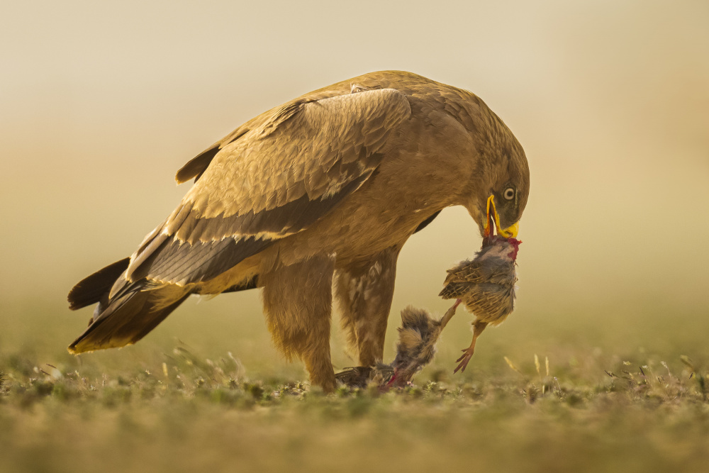 Steppe Eagle von Ahmed Sobhi