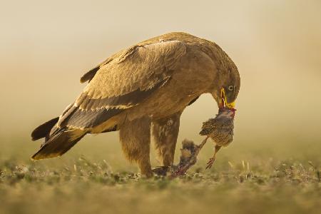 Steppe Eagle