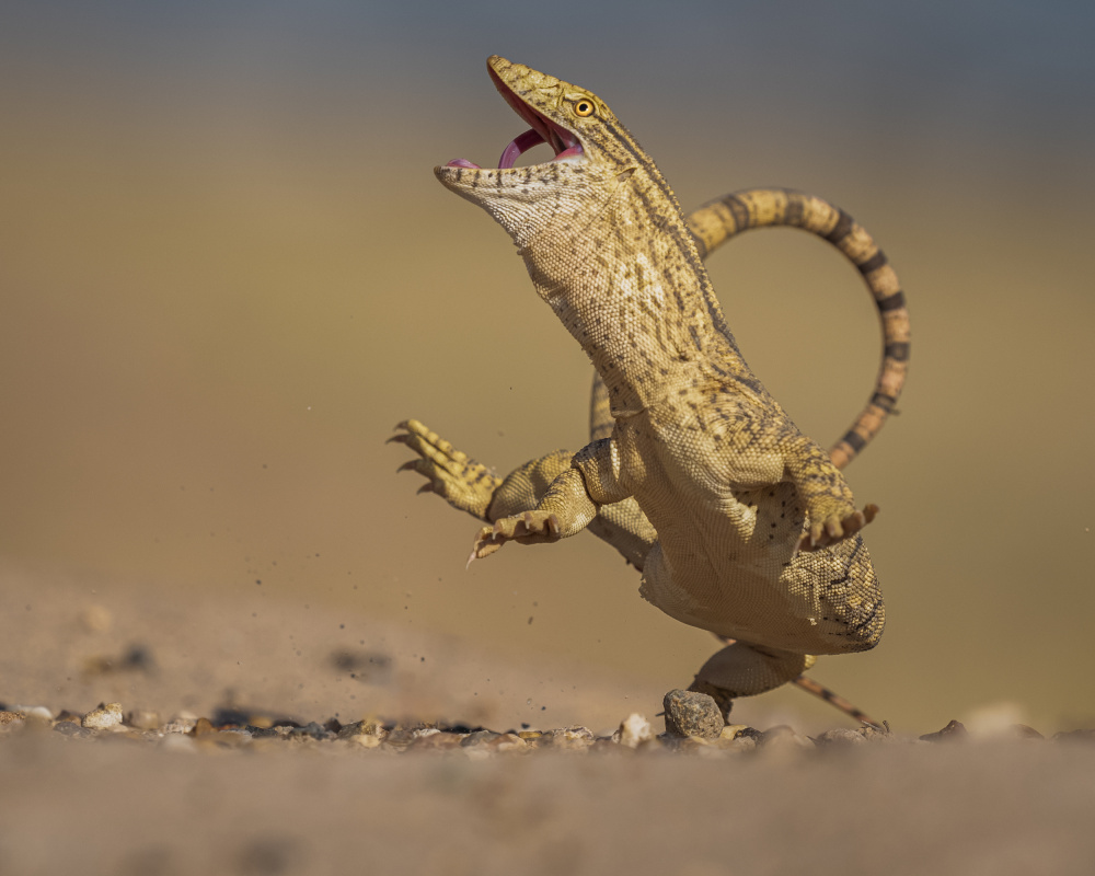 Monitor lizards von Ahmed Sobhi