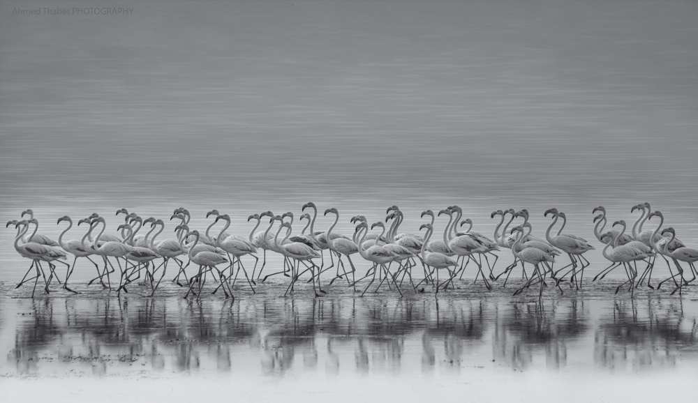 Comrades von Ahmed Thabet