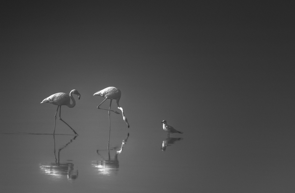 Serenity 4 von Ahmed Thabet