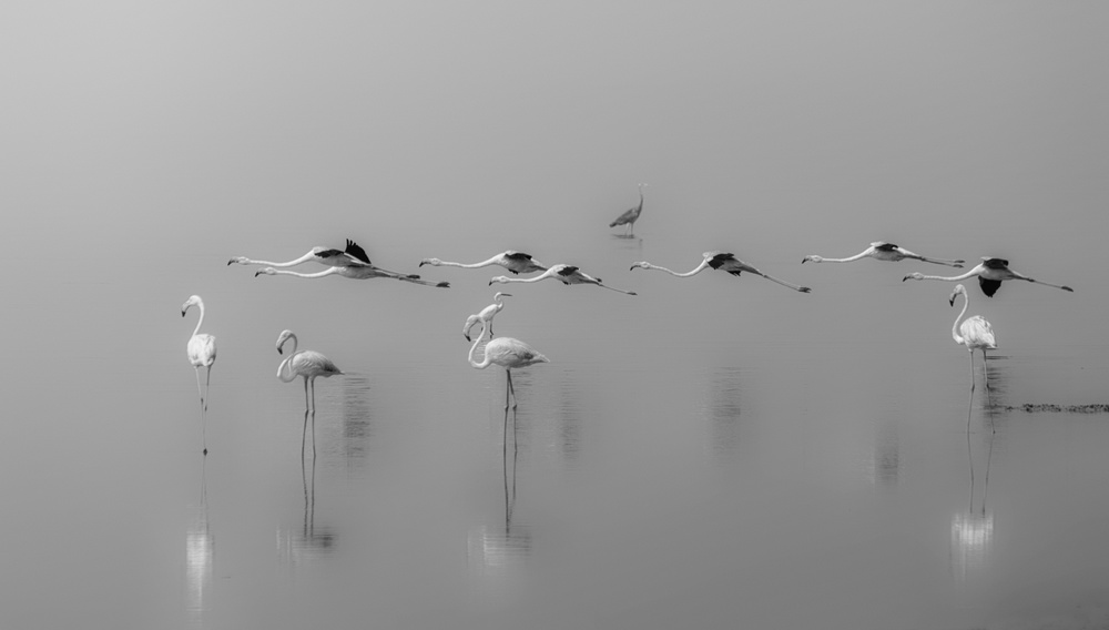 Landing von Ahmed Thabet