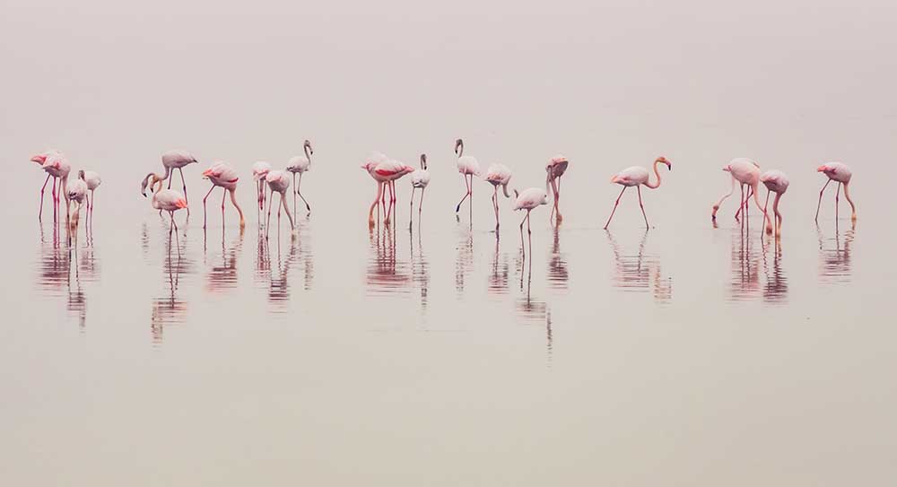 Wasserballett von Ahmed Thabet