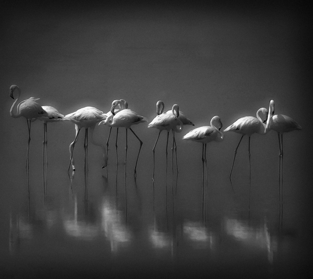 Water ballet von Ahmed Thabet