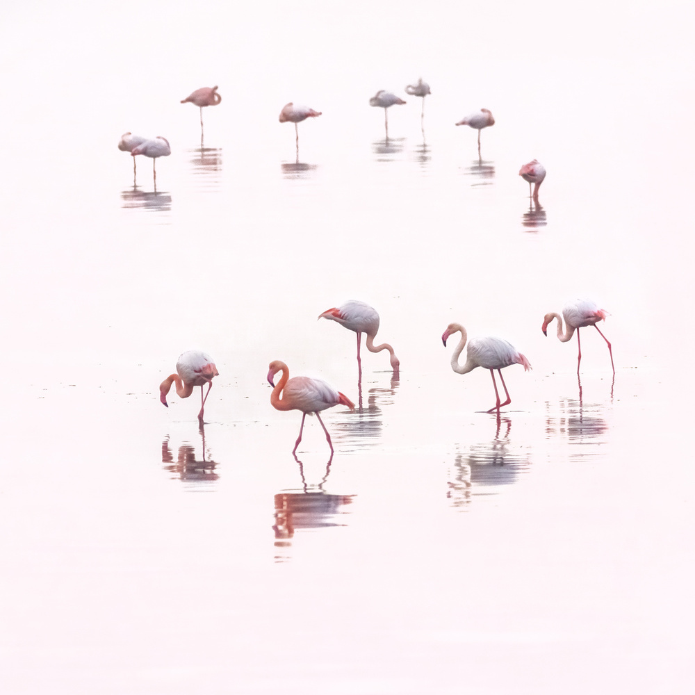 Water ballet von Ahmed Thabet